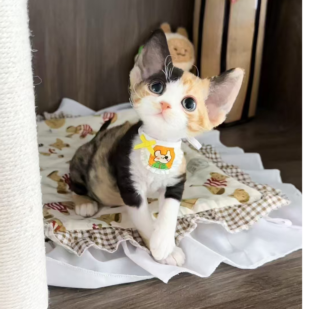 家庭繁育德文卷毛猫保健康