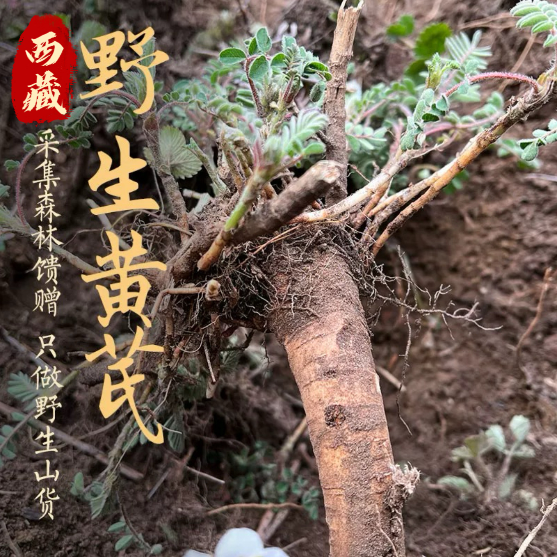 西藏高原山货老黄芪煮茶煲汤250g