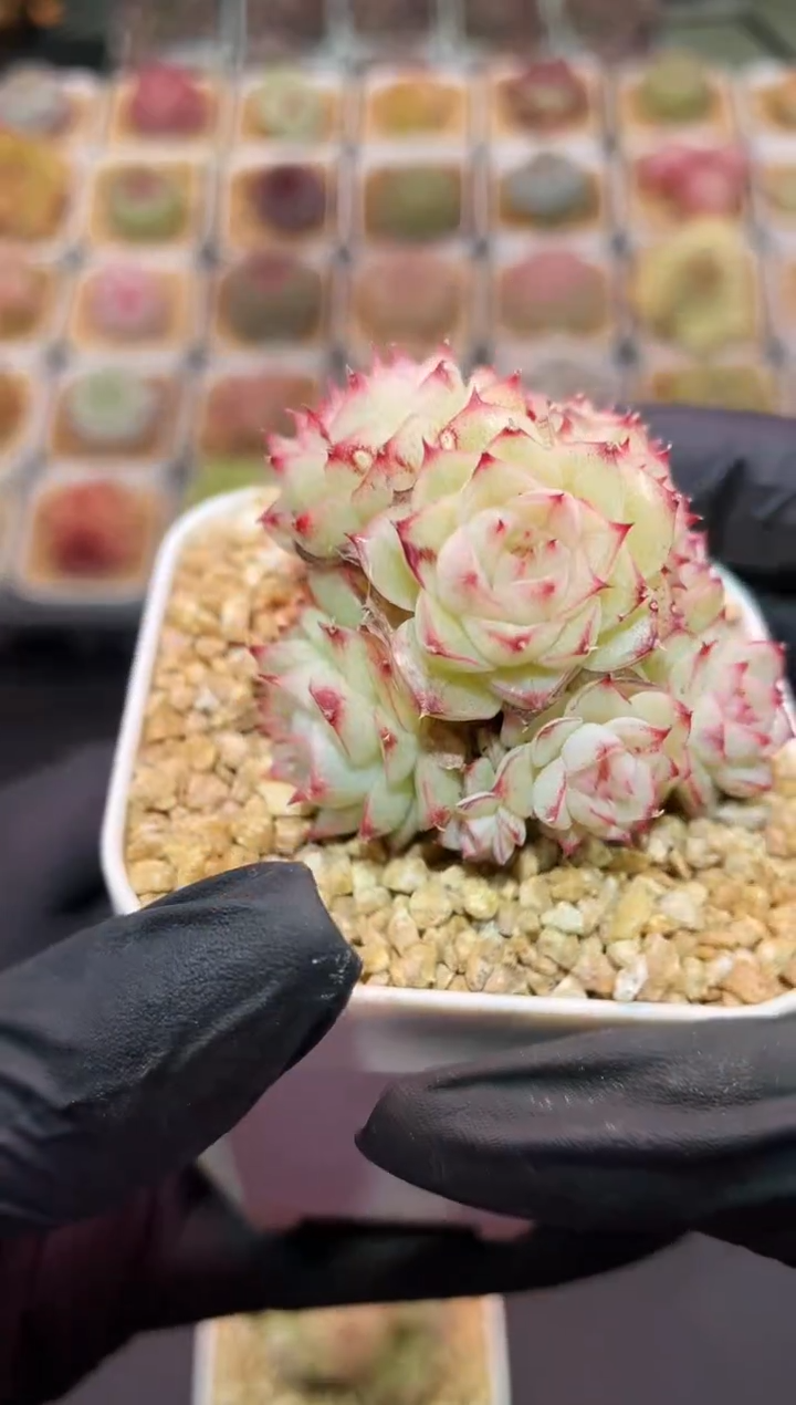 闪购3278 杏花微雨多肉一颗  