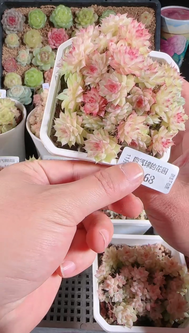 1130-368多肉群生不包整