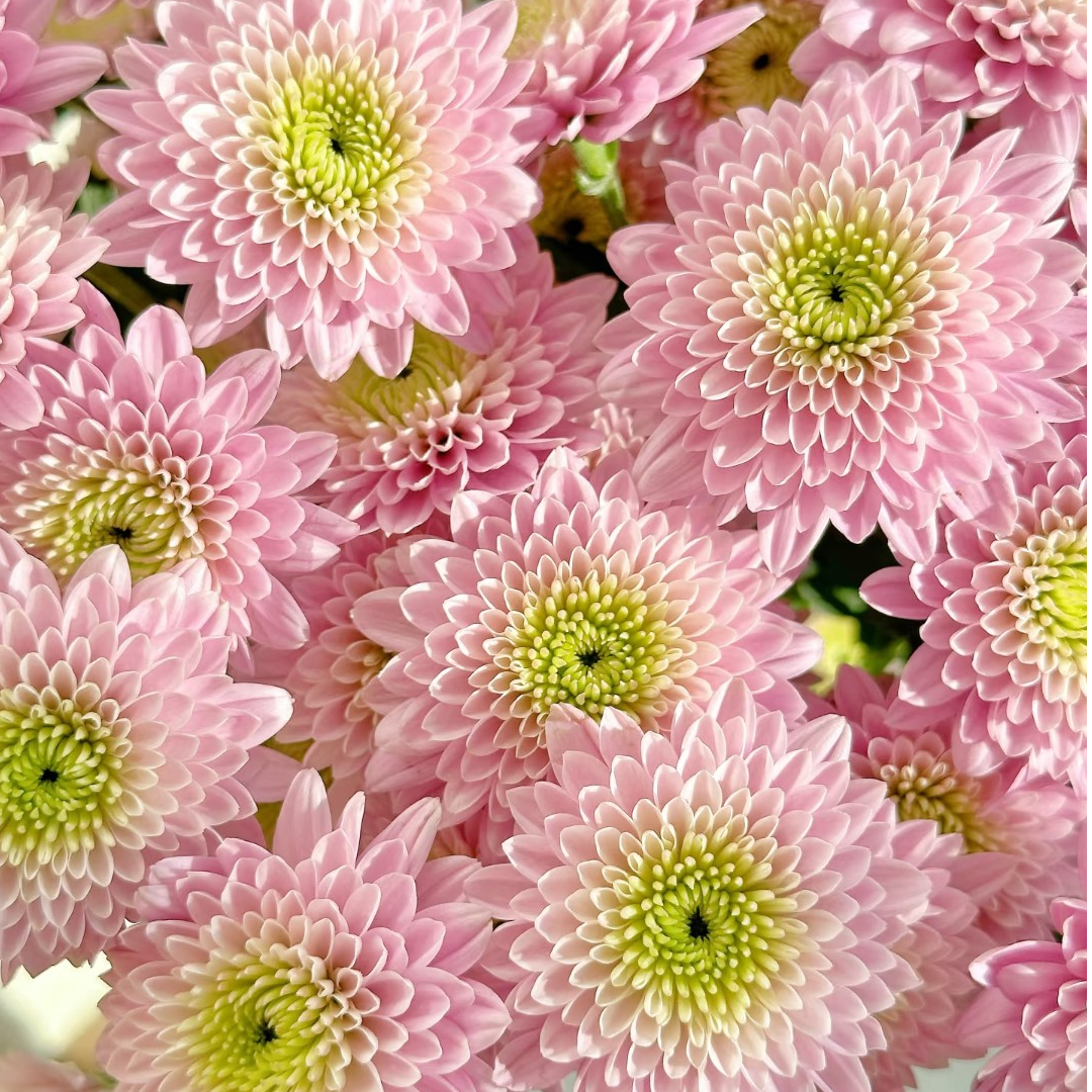 【卡明粉】小雏菊10枝 不支持已发货退款