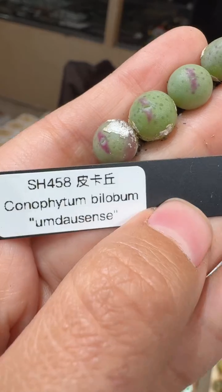 103多肉植物肉锥SH458皮卡丘一颗