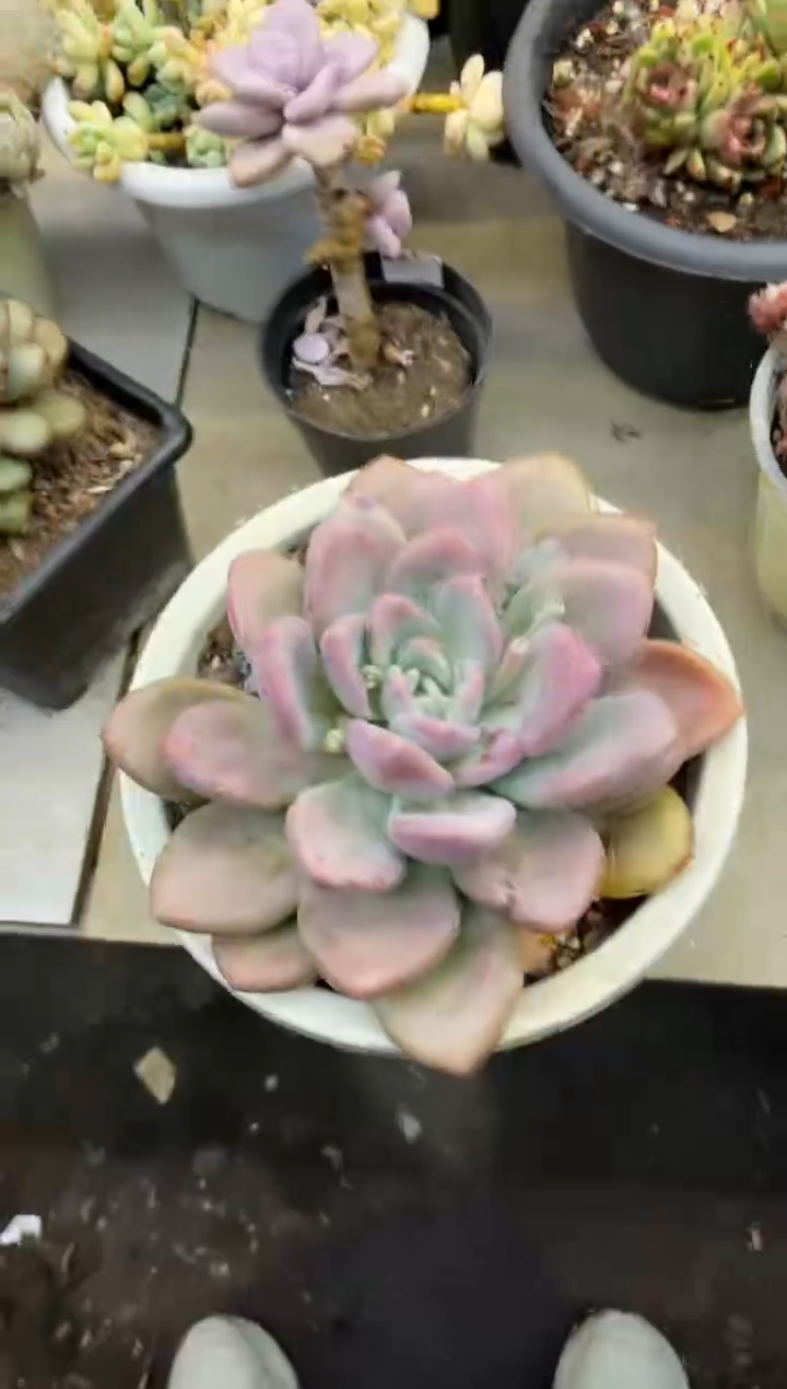 【闪购商品】146奥普