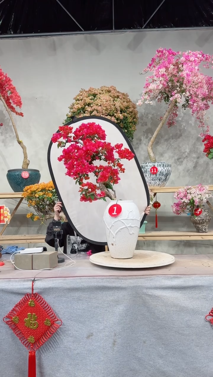 【闪购商品】盆景同安红