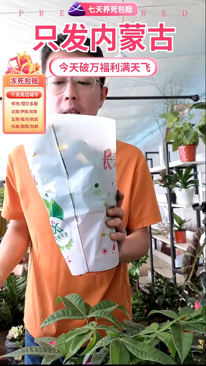 完全开放长寿花京东包邮俩盆