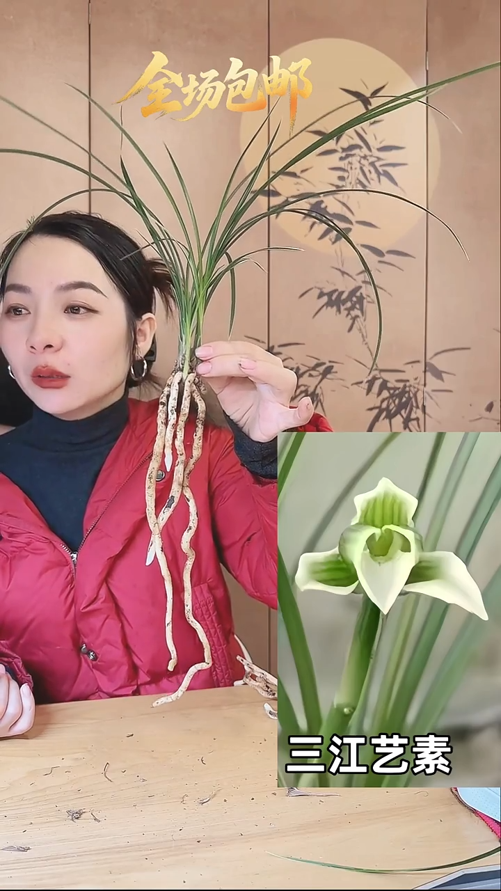 当前无花栽培后可以开花：三江艺素