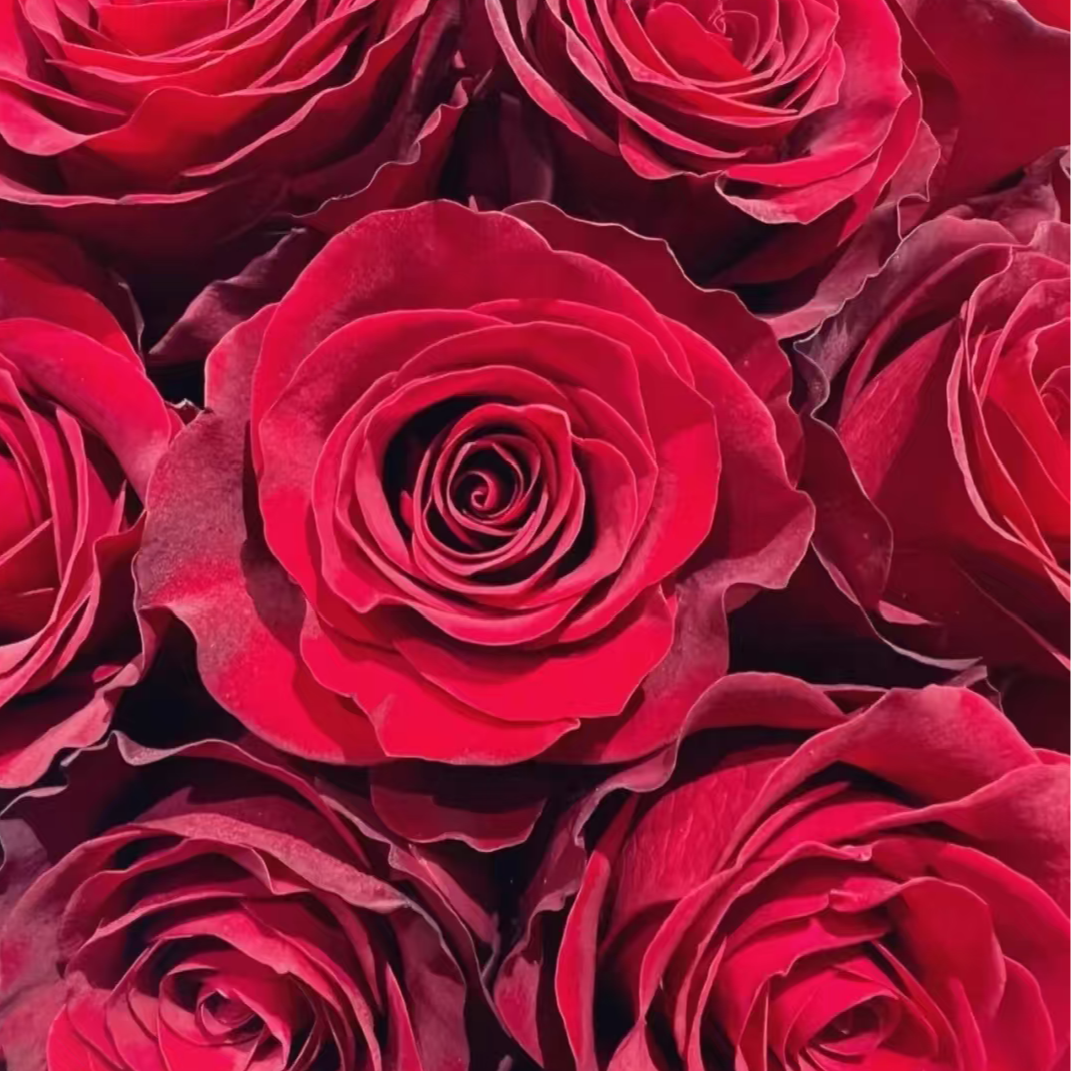 【高原红】单头玫瑰 【顺丰包邮】云南鲜花批发 基地直发