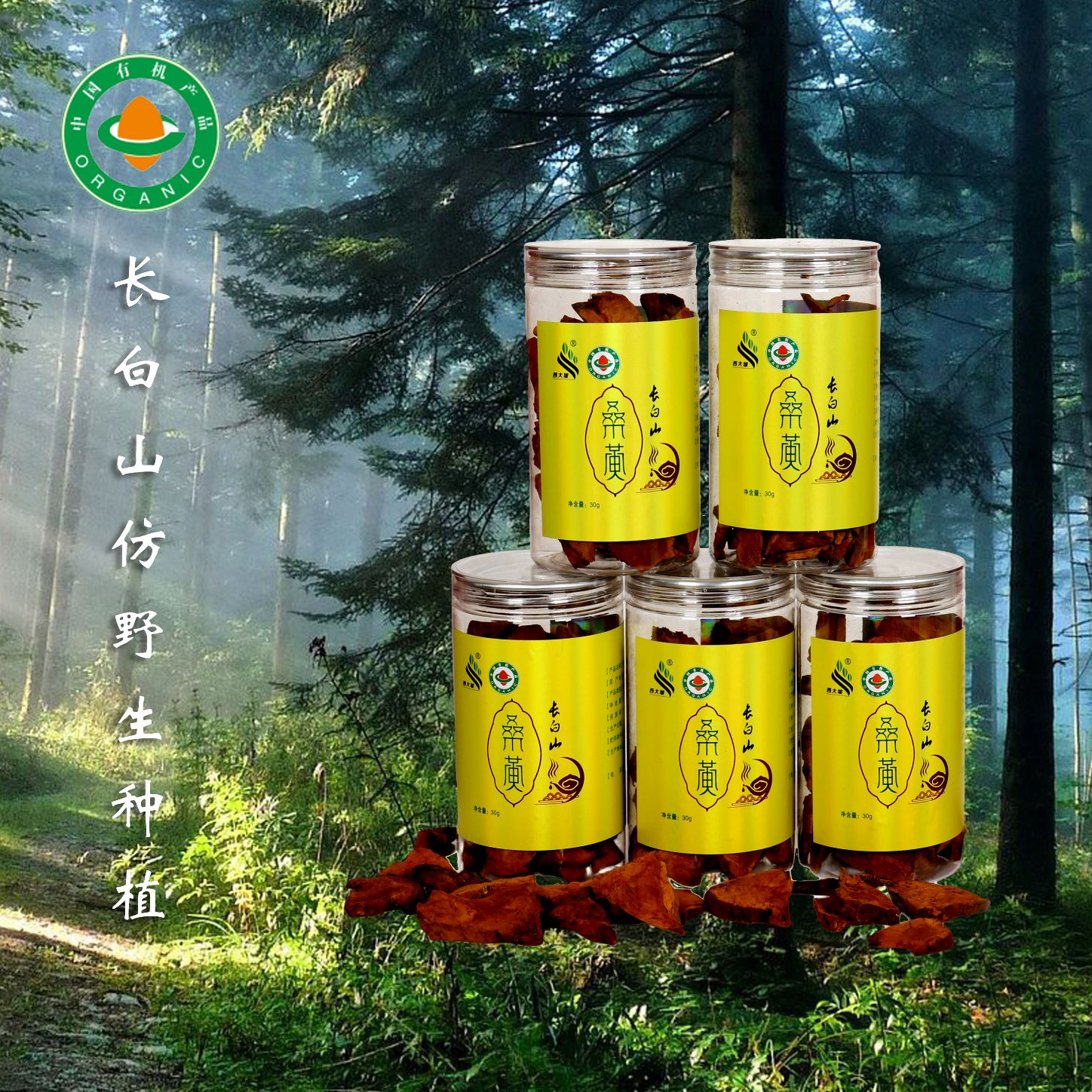 西大坡长白山【桑黄切片】桑树