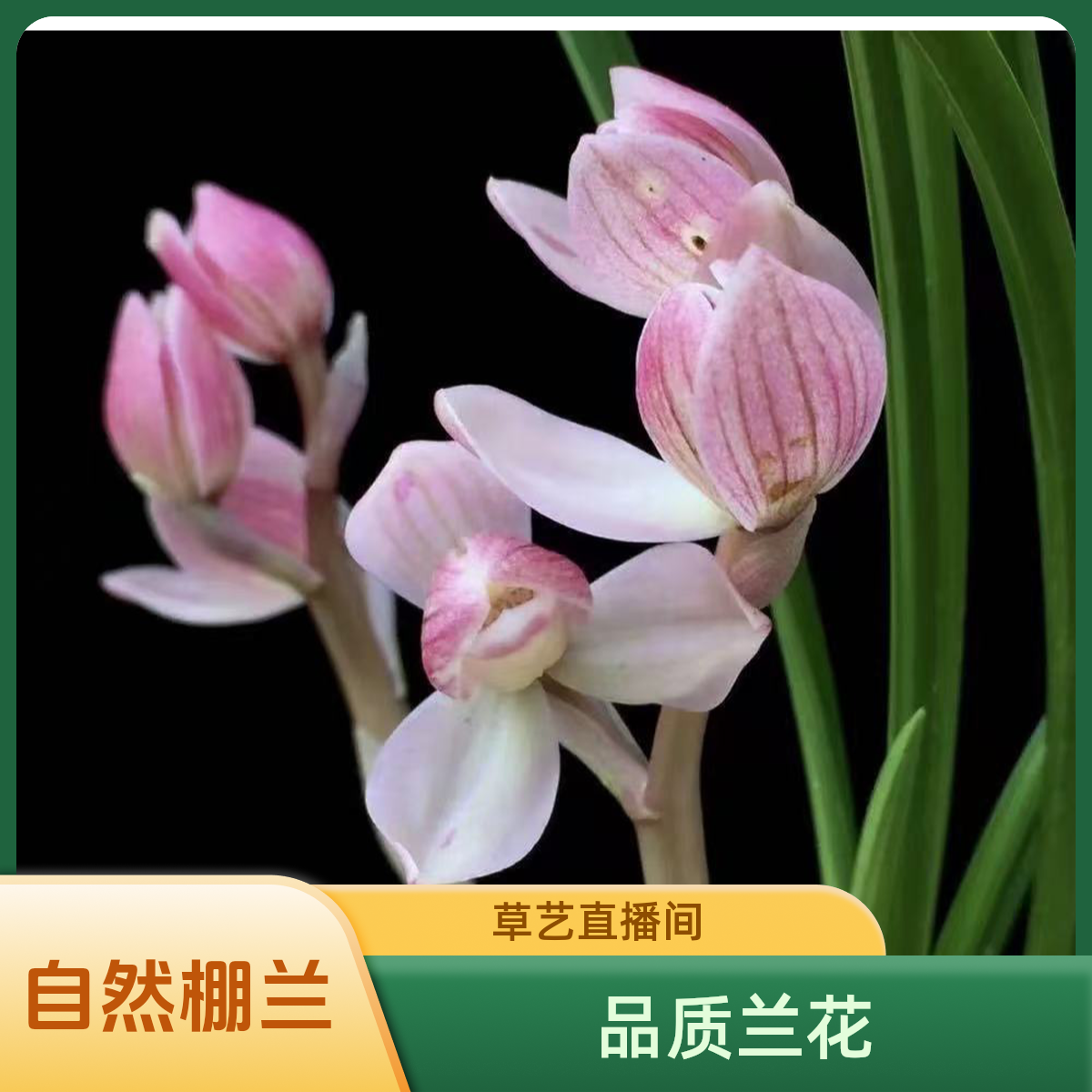 贵州兰花运费模板专用链接（请勿乱拍，直播间一物一拍）