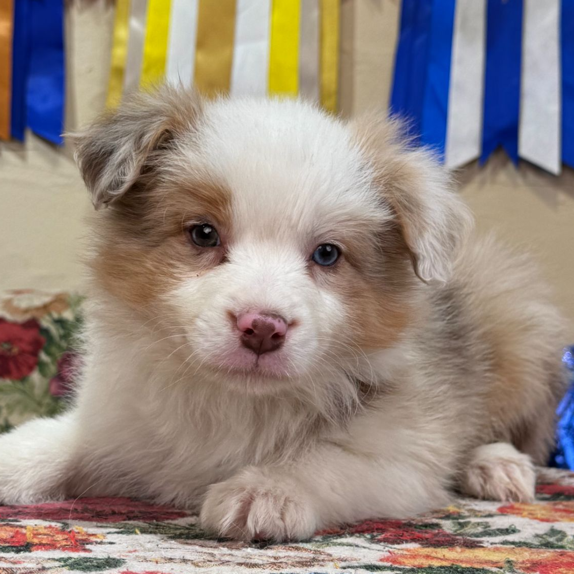 【摩根帝国专属】（山茶）三色丁香陨石弟弟边牧犬狗狗