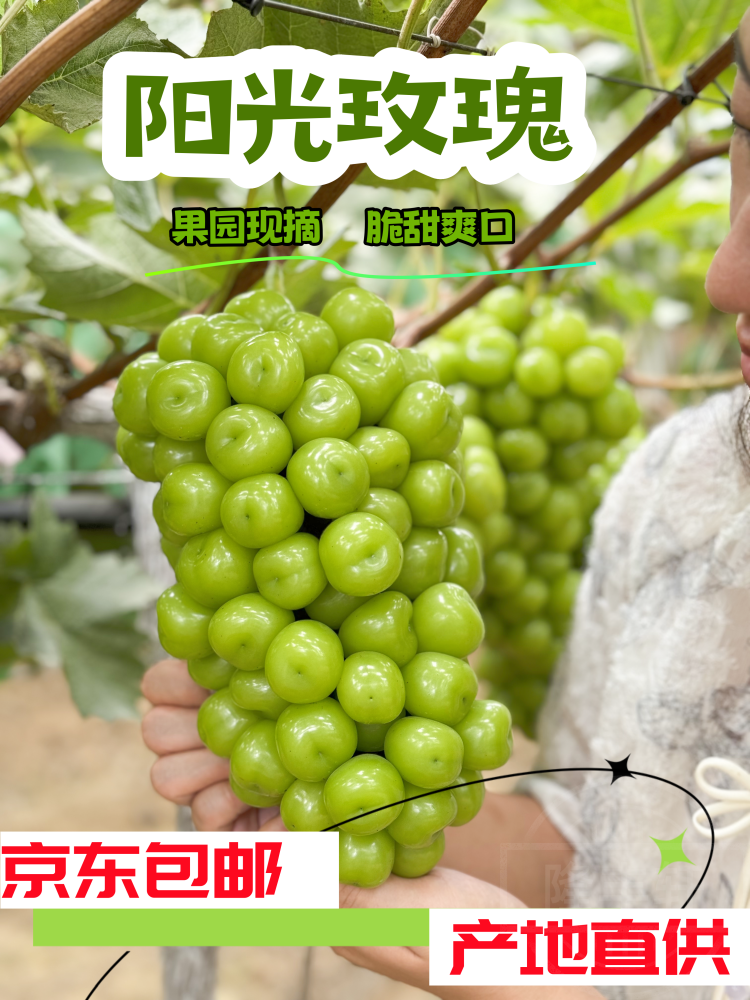 【京东包邮】河南正宗阳光玫瑰葡萄新鲜采摘爆甜多汁晴王香果园直采