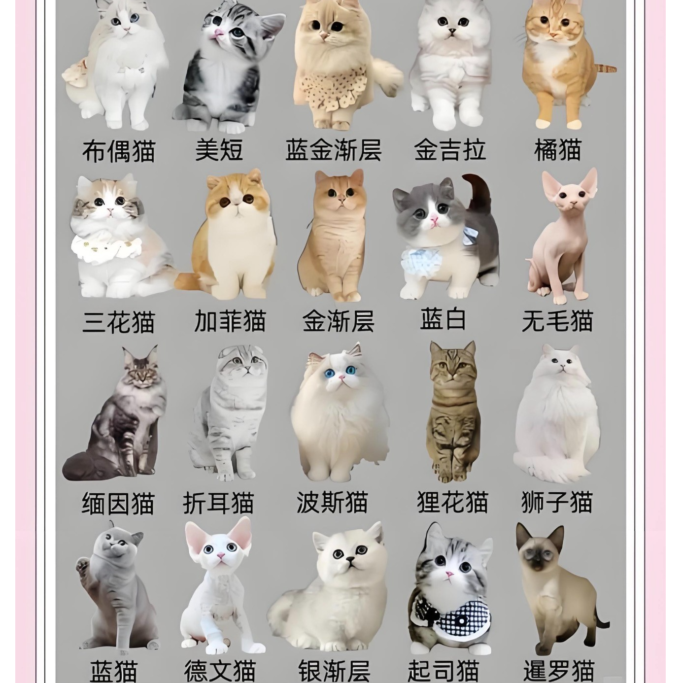 （全品种）猫咪小可爱一对一挑选~~