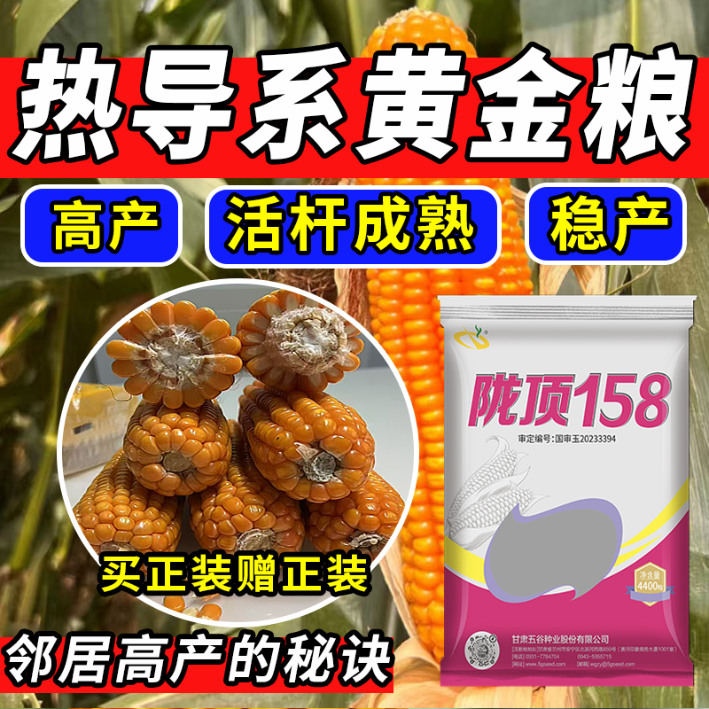 陇顶158【金黄籽粒】国审玉米种子高产高防穗腐高产高产玉米品种
