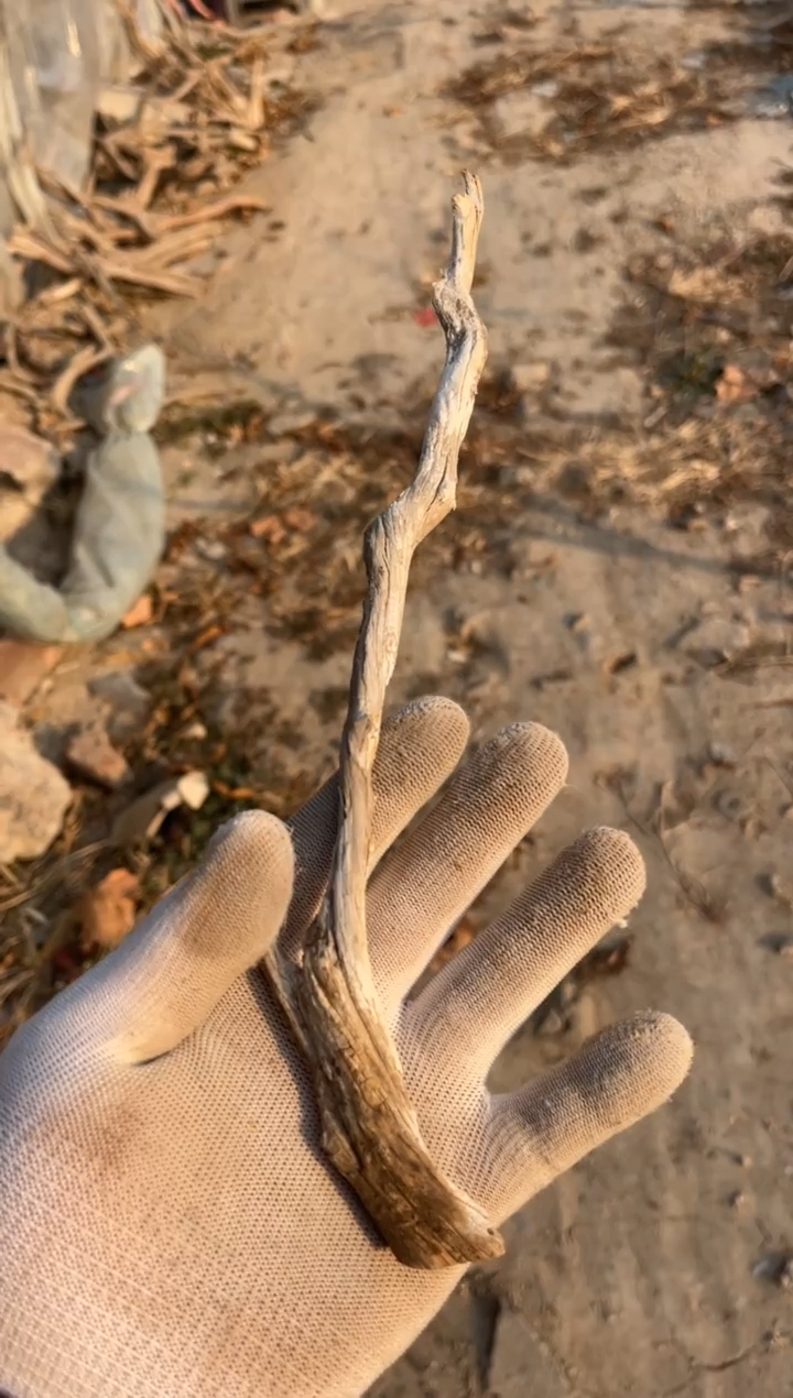 柏木（崖柏）太行崖柏小枝