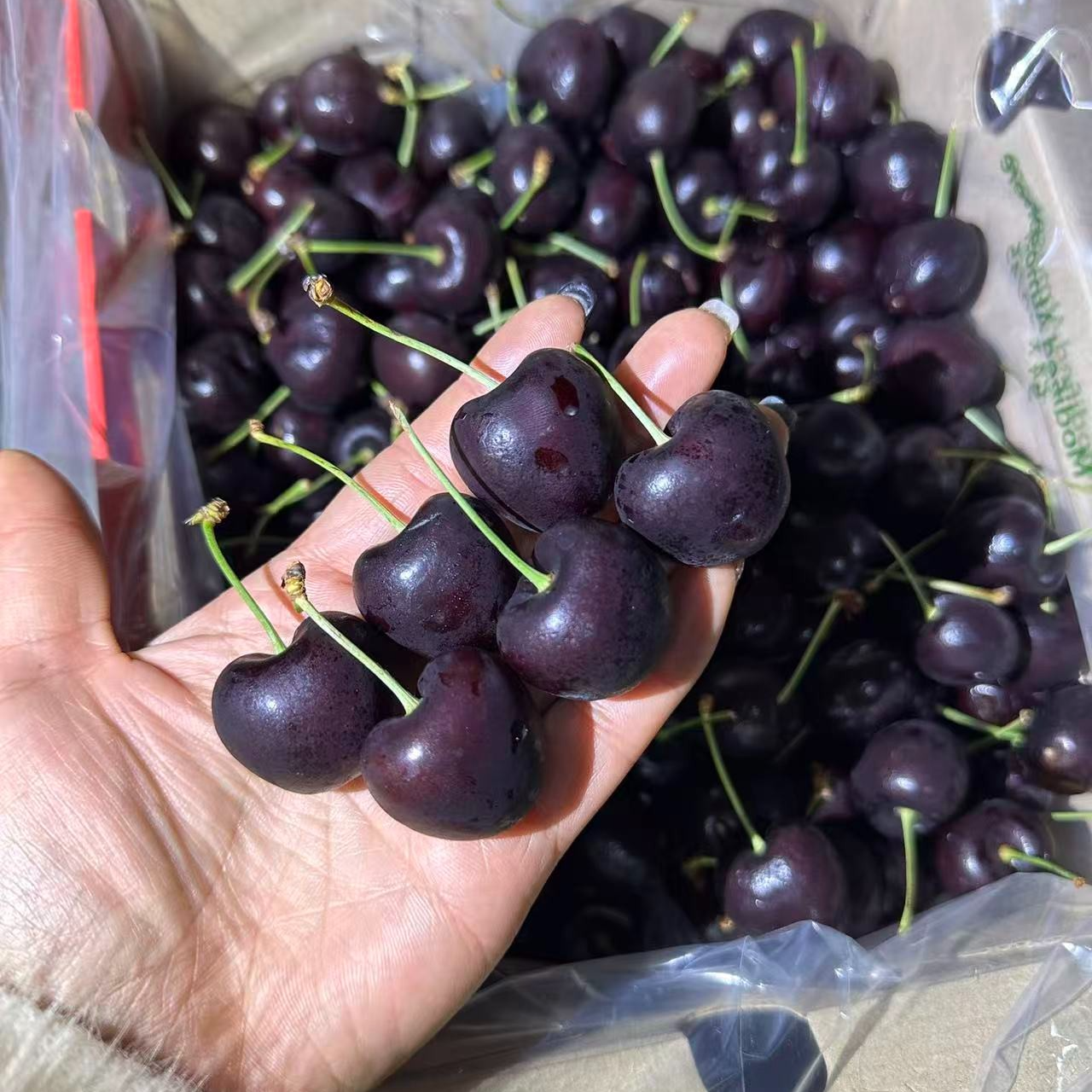 吉制（4JDD）海运SANTINA车厘子（净重5斤一件）桑提娜智利