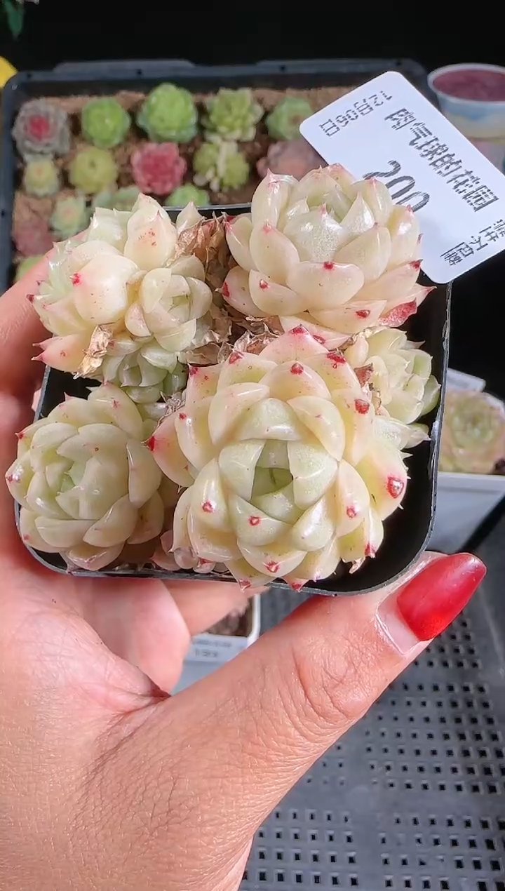 1206-200多肉群生不包整