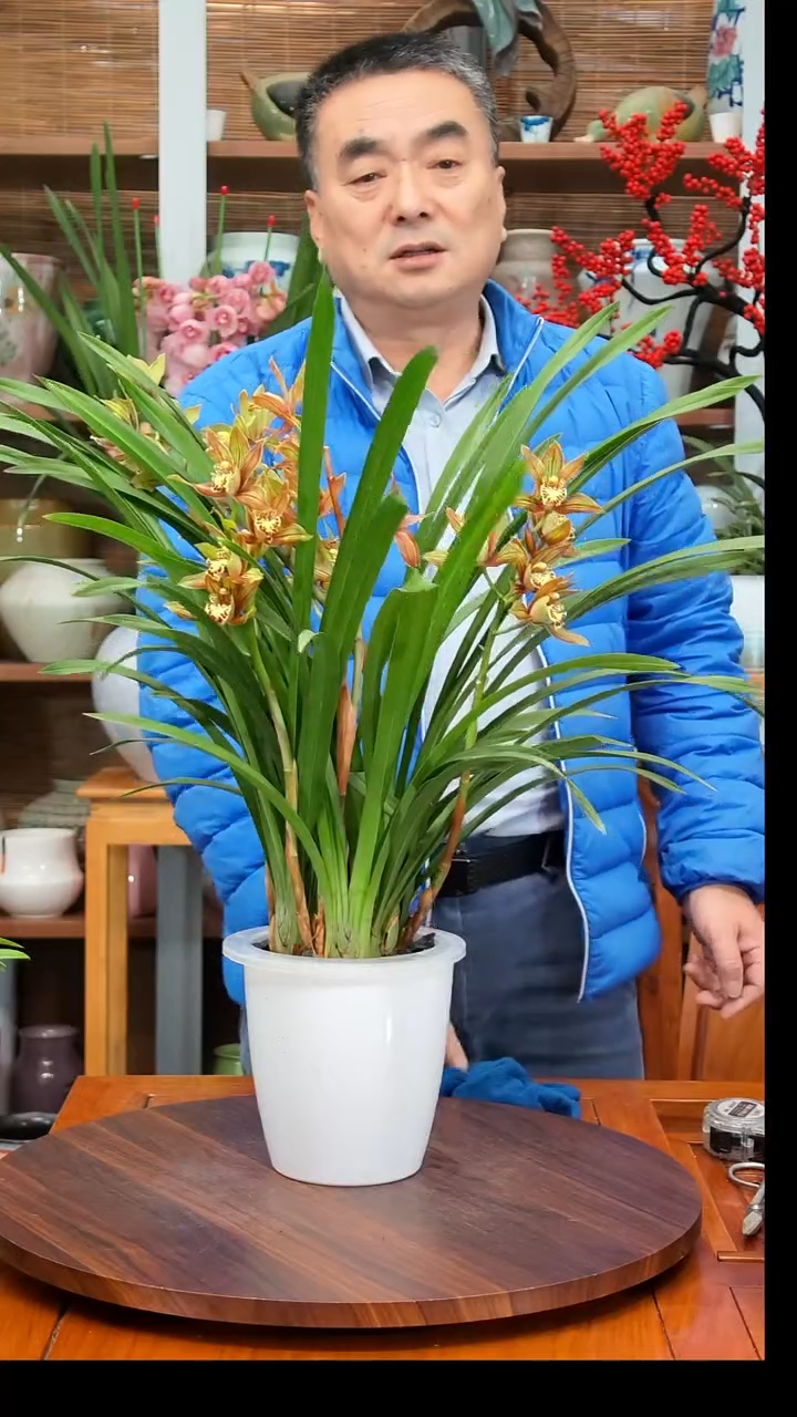 无花朵神****想水之韵水培黄金香兰不带瓶