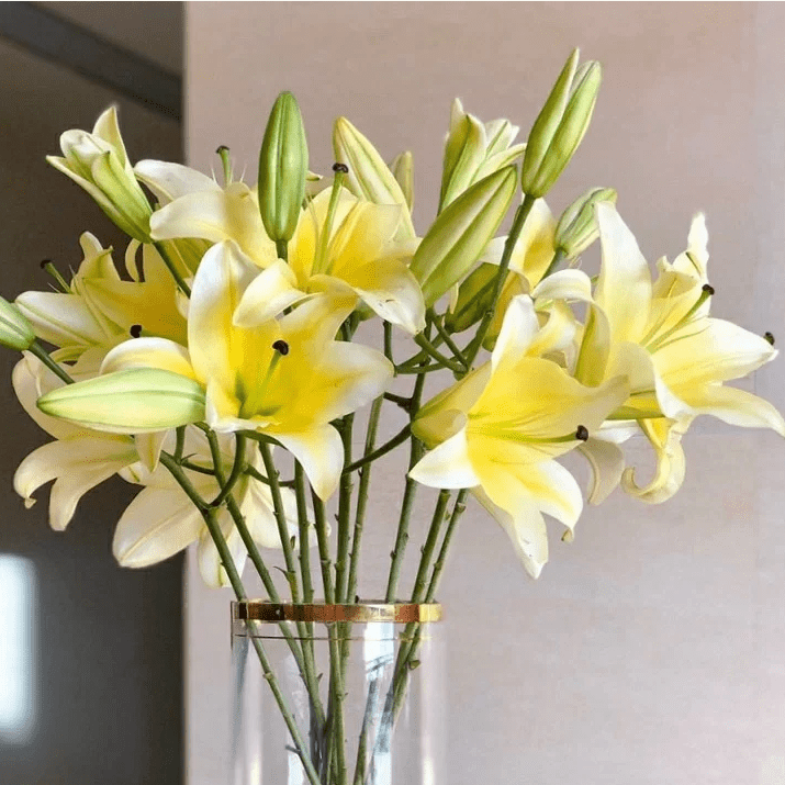 【黄百合10个花苞】云南昆明基地直发 室内办公水养鲜切花 