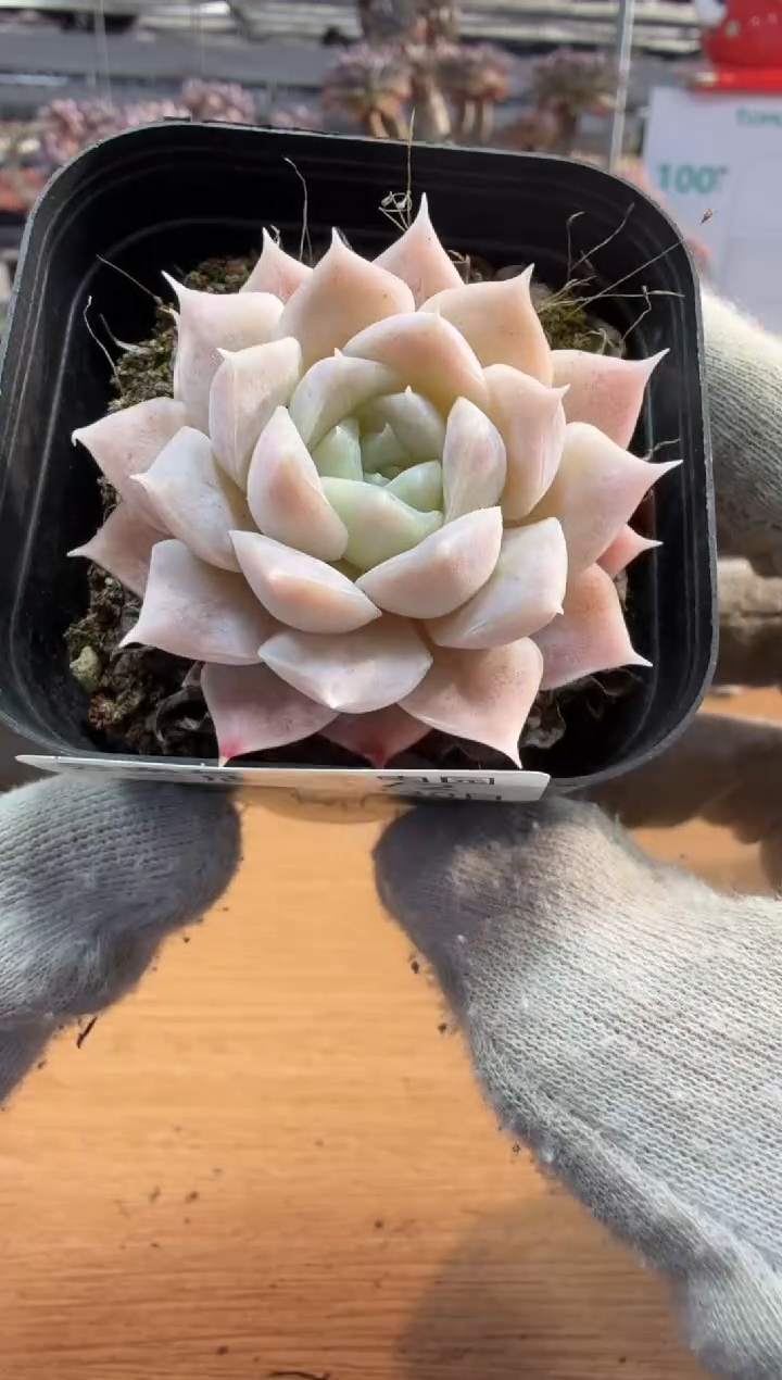 东云多肉园三店-172