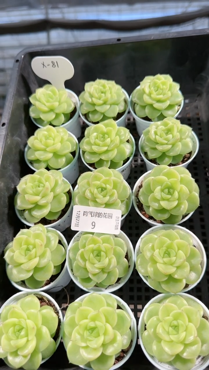  1227-09xx-81多肉量拍任意发一颗群生不包整