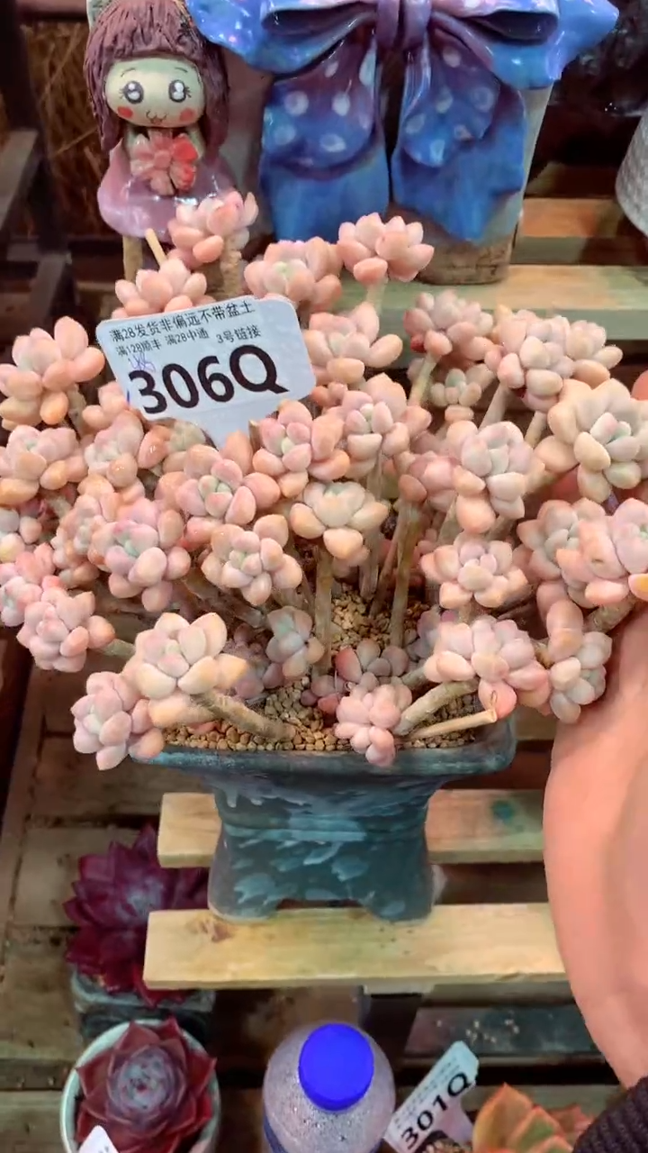 306Q（一物一拍，精品多肉，所见即所得 ）