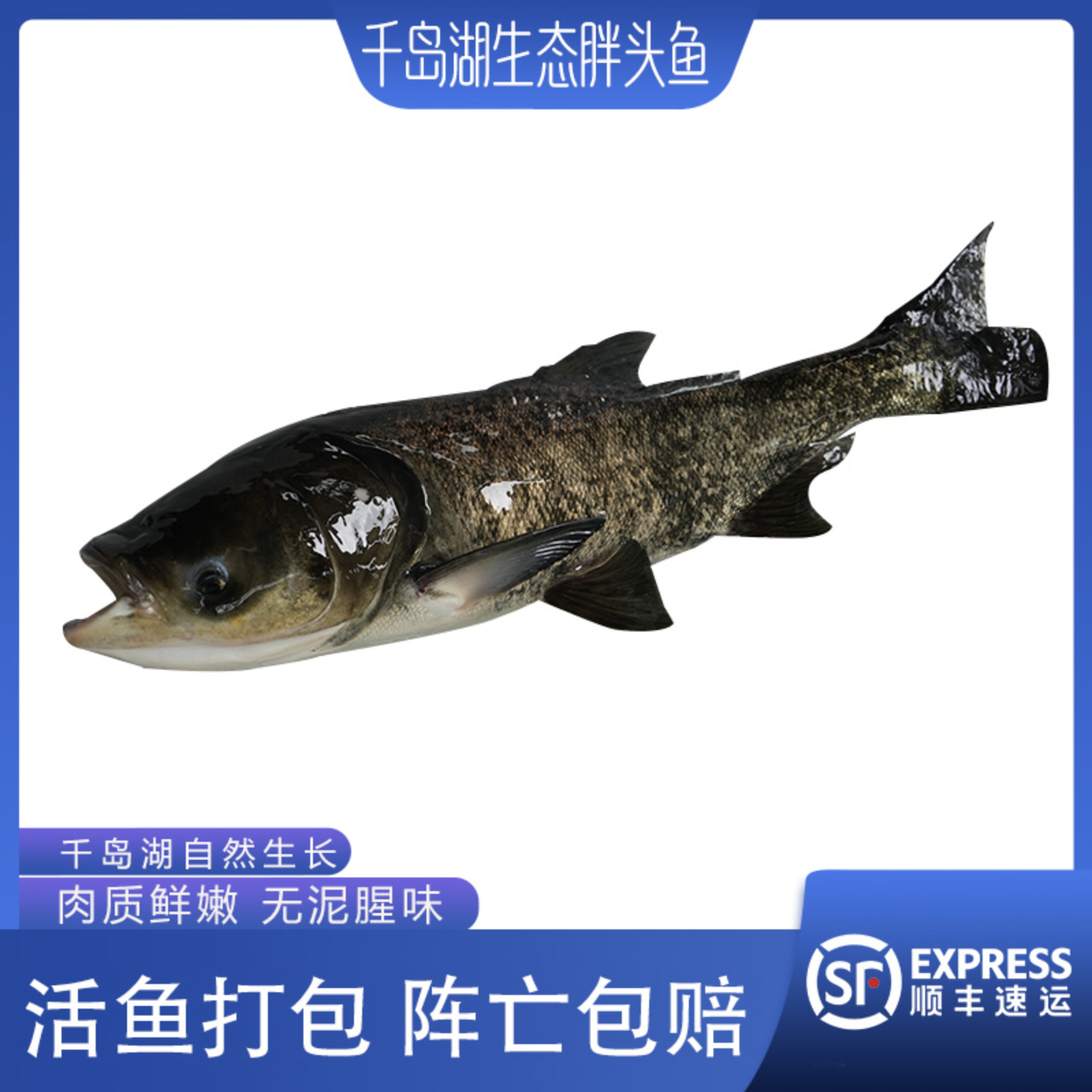 【千岛湖胖头鱼大头鱼】活鱼千岛湖胖头鱼鳙鱼花鲢活鱼打包顺丰发货