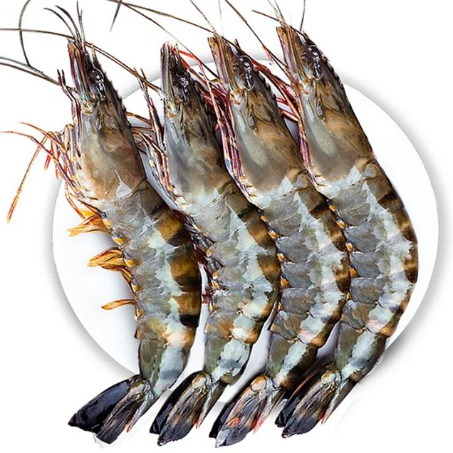 大连渤海湾黑虎虾（顺丰包邮）
