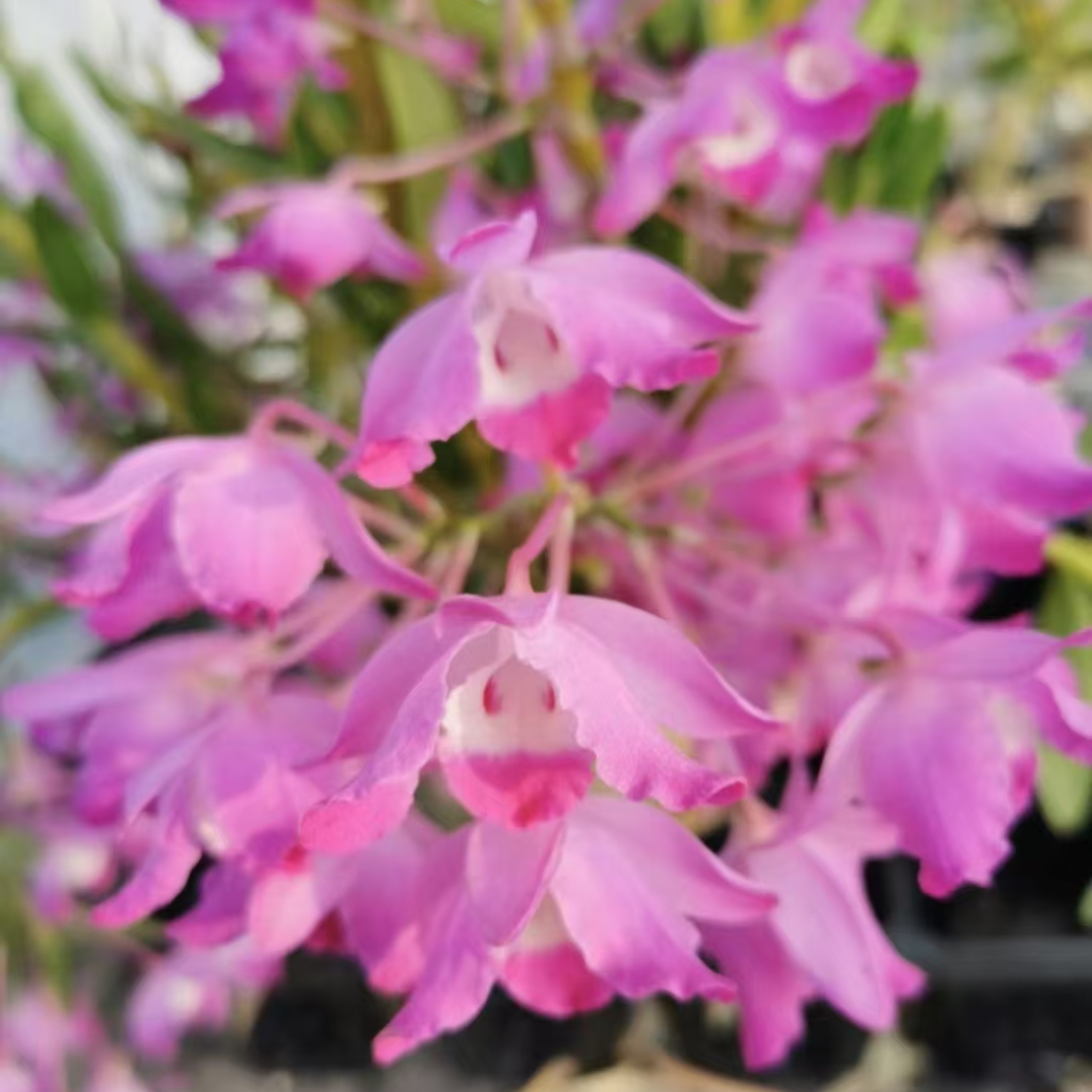 【韶关樱石斛兰】绿植盆栽花卉郁郁葱葱杆子粗壮常绿花香基地直发