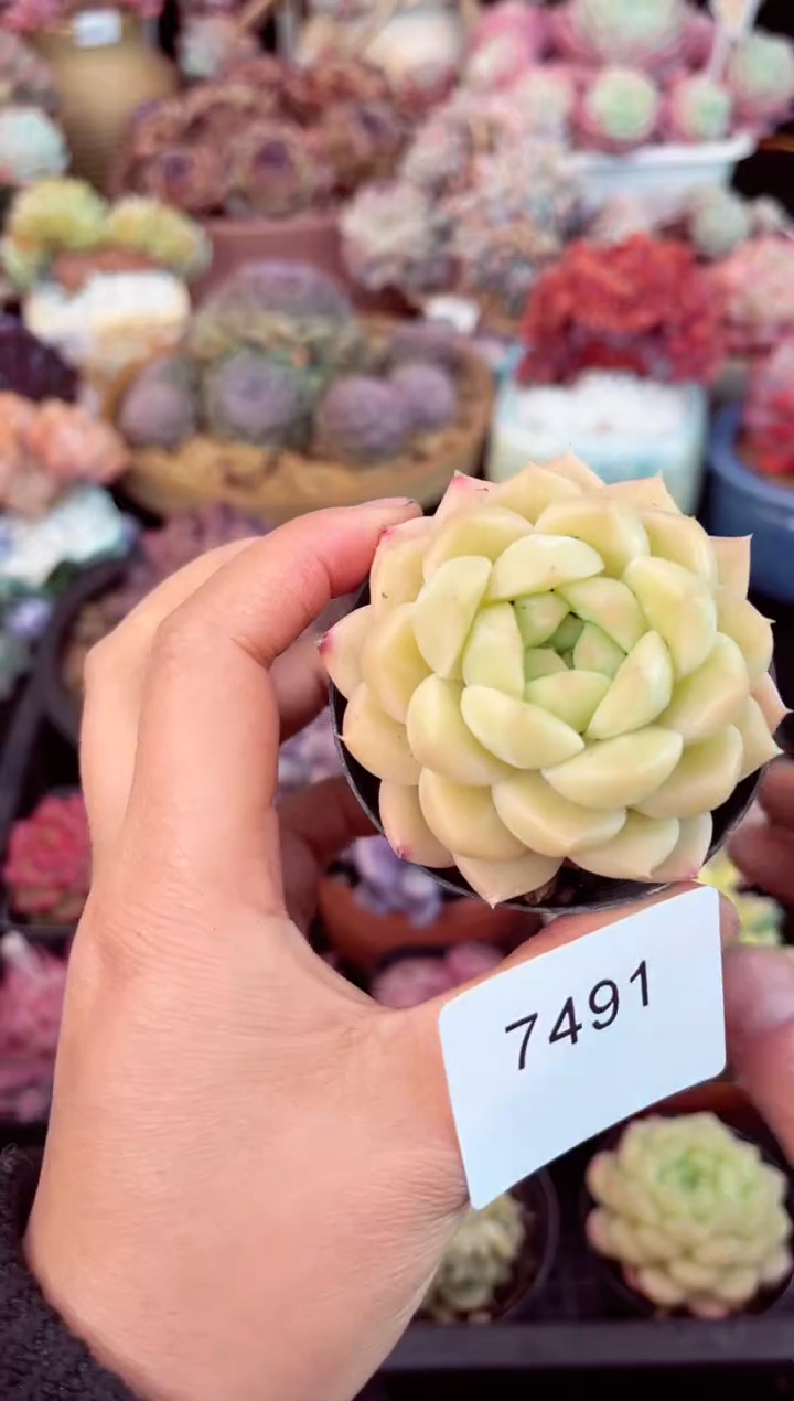 【闪购商品】7491单头多肉