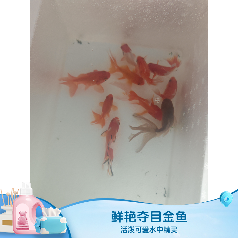 1-100渔场直销红白三色黑黄白锦鲤