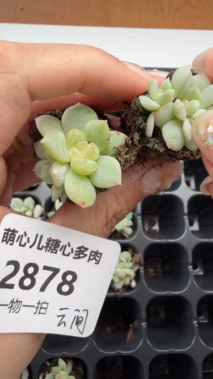 2878云间多肉植物