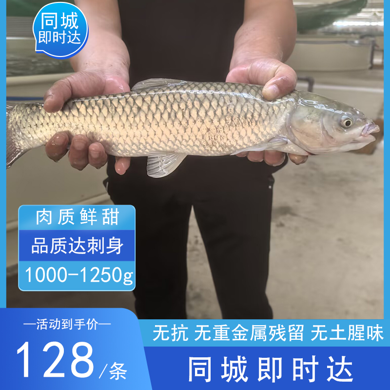 小汤山无抗草鱼[即时达]