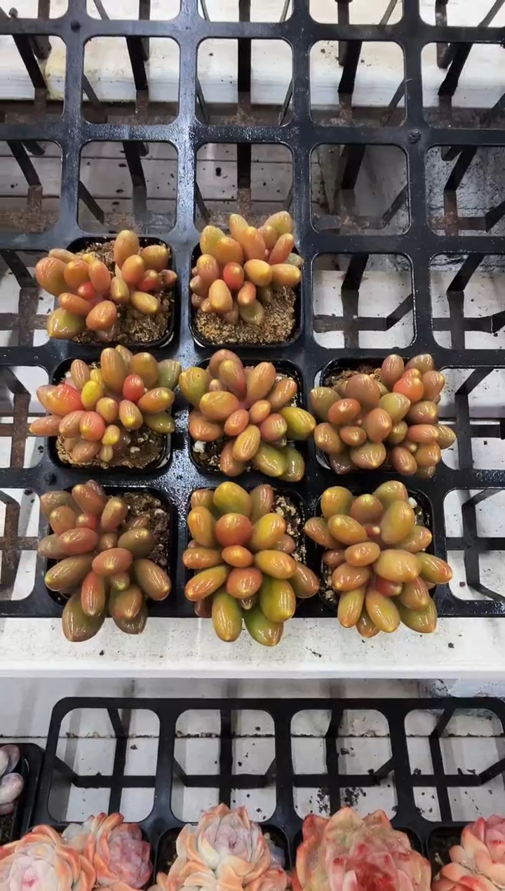 50#红芒果奶双头（4-6cm）带盆土