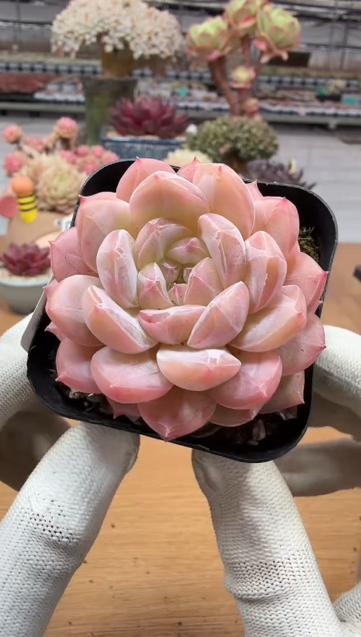 东云多肉园二店-173