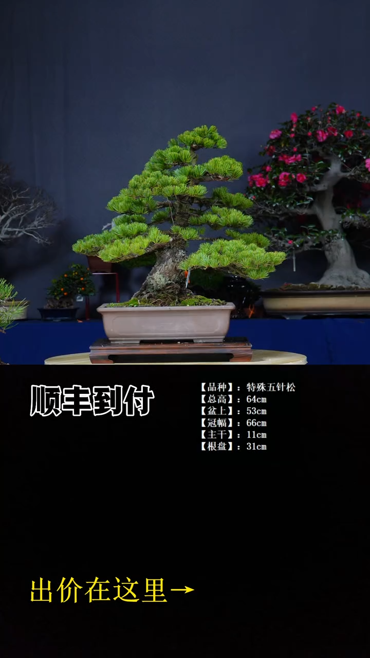 无花朵水*.特殊品种 不包邮