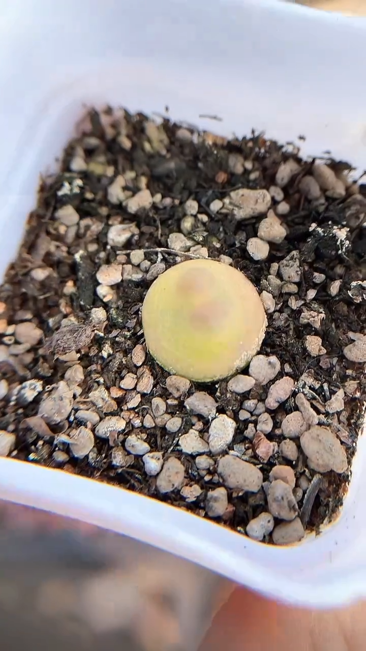 【闪购商品】1894直播一物一拍