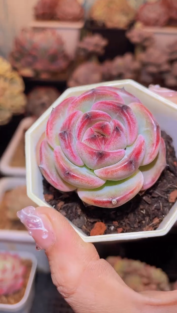 【闪购商品】434黑熊猫多肉