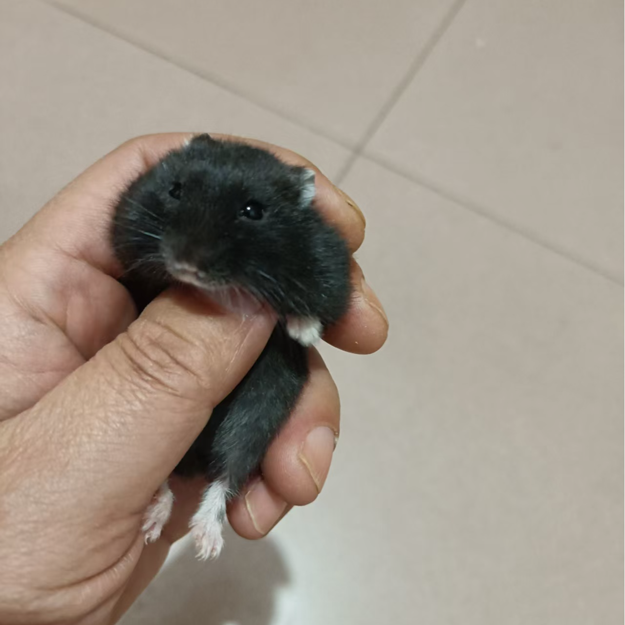 家养可爱仓鼠黑珍珠紫罗兰