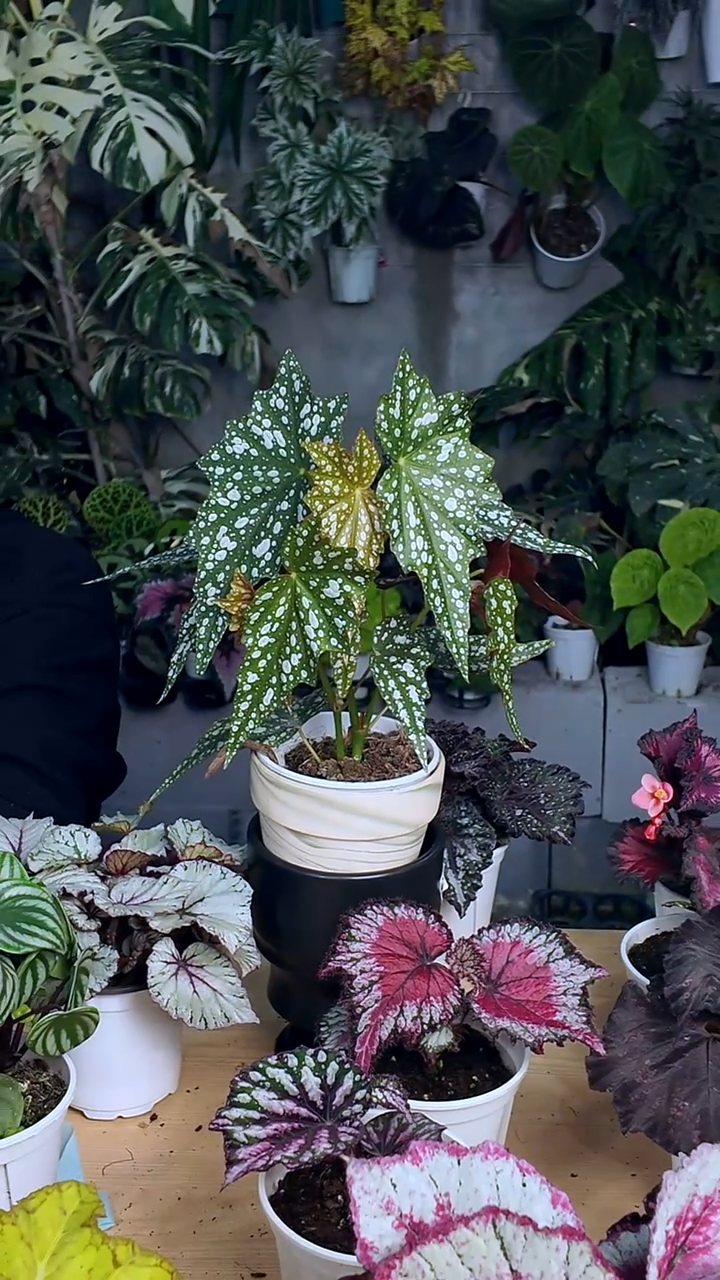 完全开放点地梅秋海棠