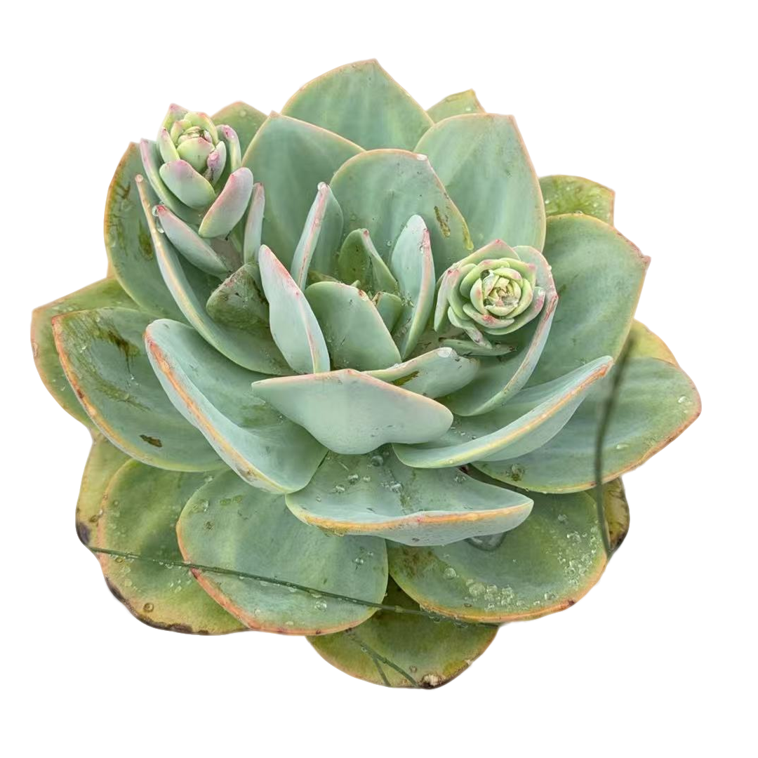 精品多肉植物  大单头血凤