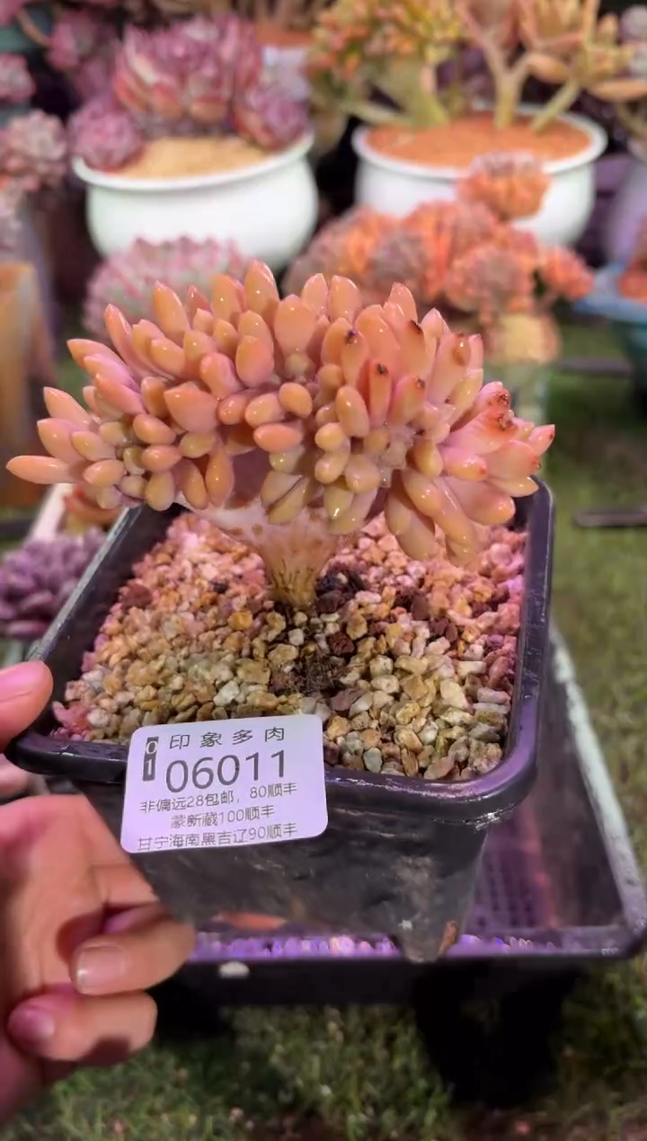 【闪购商品】06011