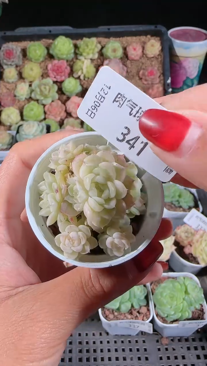 1206-341星星多肉群生不包整