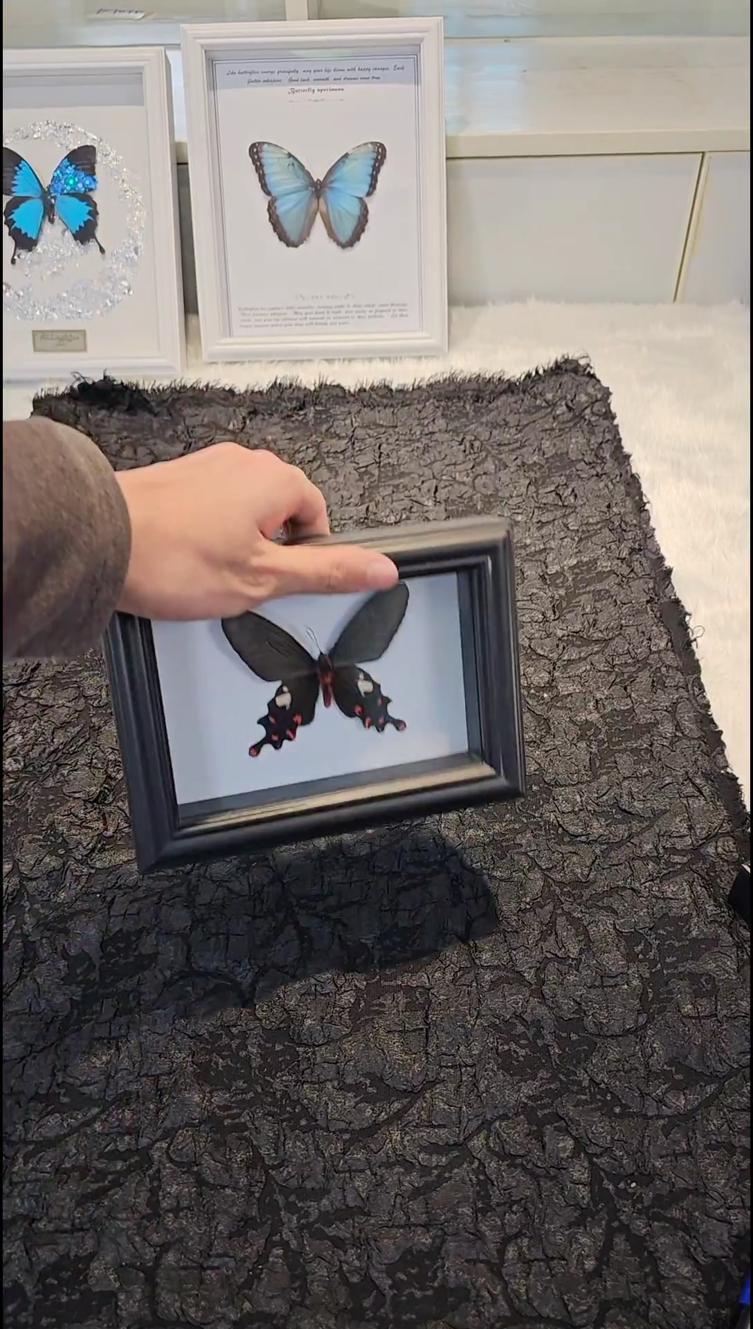 蝴蝶标本一物一拍