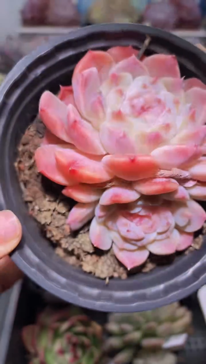 【闪购商品】169冰魄母本多肉