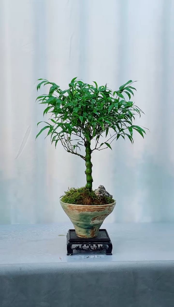 无花朵竹子盆景竹子盆景