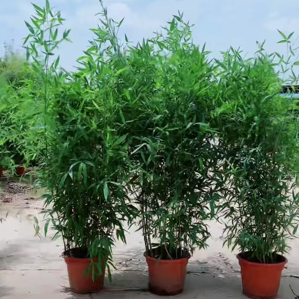 盆栽丛生四季常绿小罗汉竹