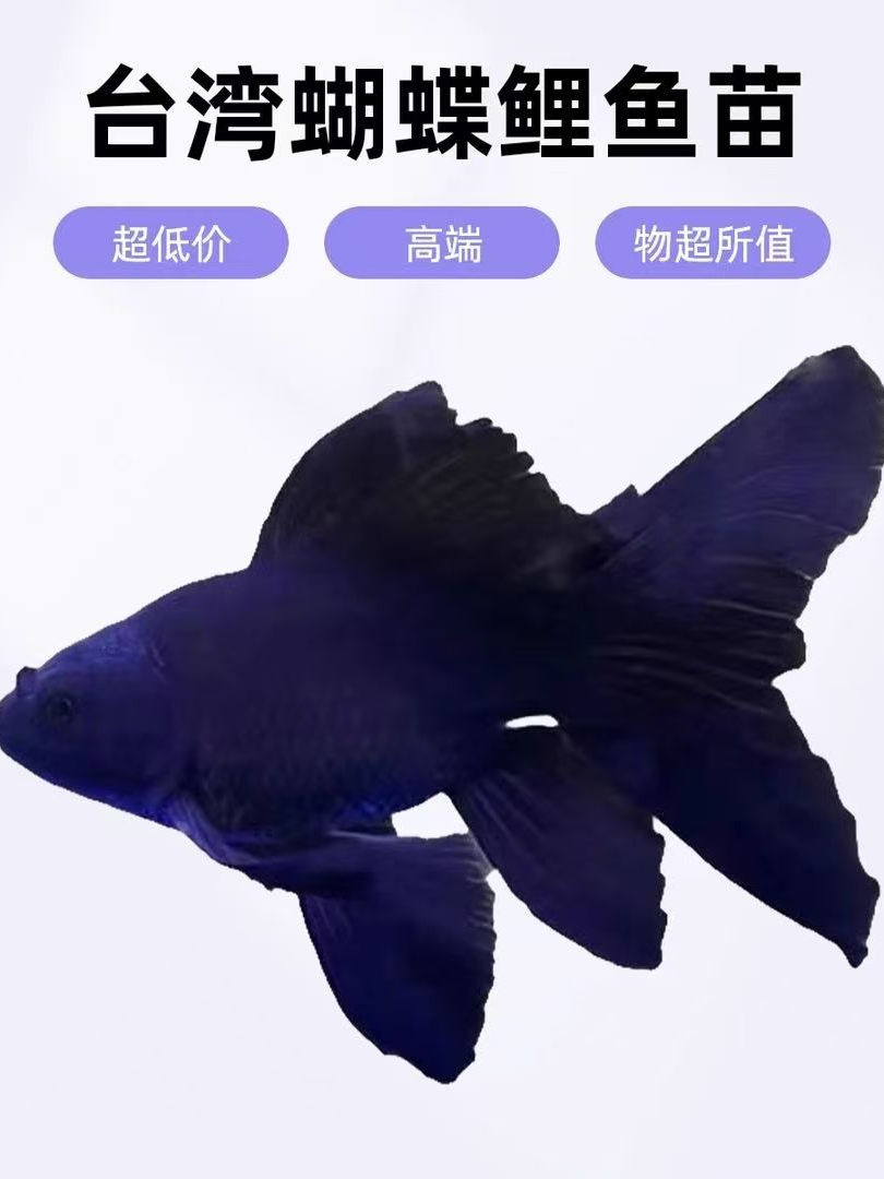 短身球体普身墨蝶观赏鱼