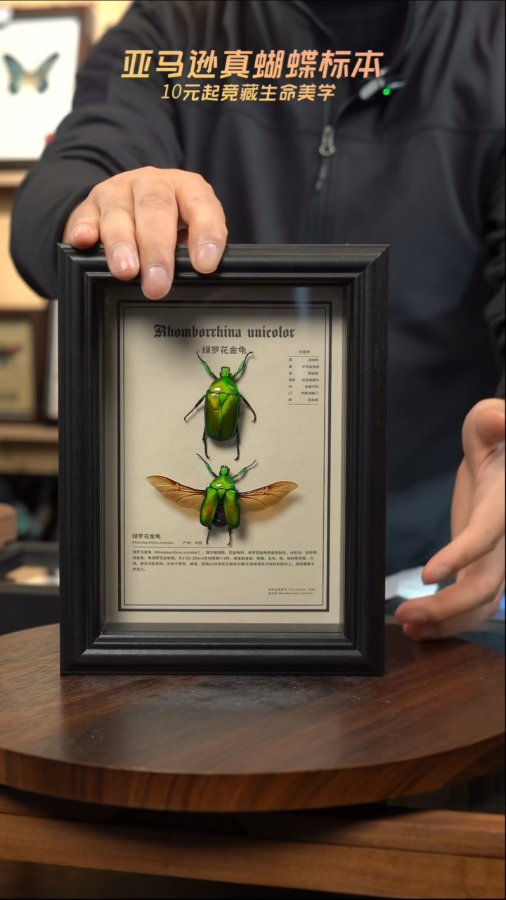 绿萝花金龟未展翅+展翅