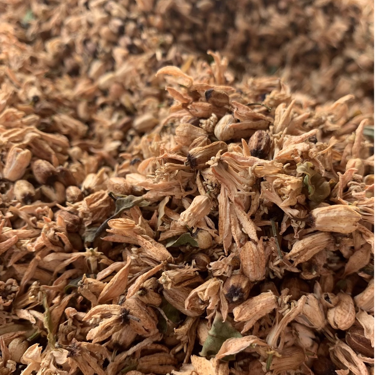 50年原枝古树陈皮花正宗浦北陈皮茶枝柑品种柑花