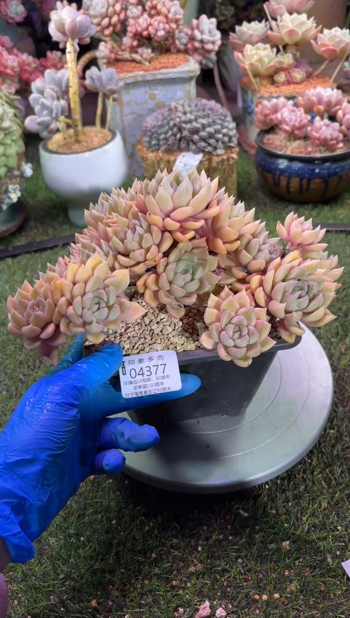 【闪购商品】04377